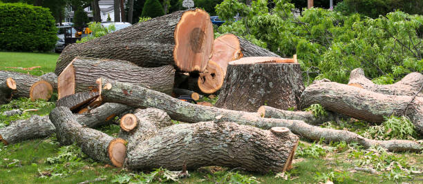 Best Storm Damage Tree Cleanup  in Beale Af, CA