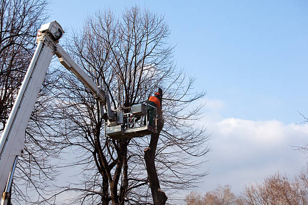 Best Arborist Consultation Services  in Beale Af, CA