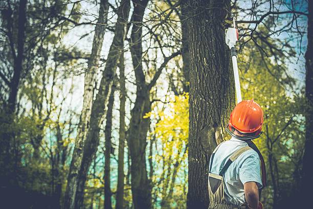 Best Stump Grinding and Removal  in Beale Af, CA